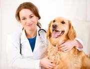 All Pet services Use Online Video For Promoting Your Business/Service.