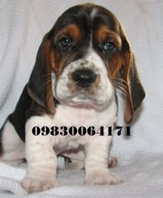 Bassat hound puppies available  at Clawsnpawskennel (9830064171)