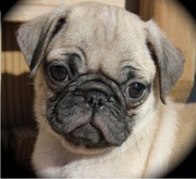 Pug puppies for sale available at (9830064171)