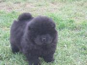 CHOW CHOW available for sale at clawsnpawskennel (9830064171)