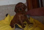 IRISH SETTER PUPPIES FOR SALE AT 9830064171
