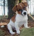 CHAMPION BLOODLINE JACK RUSSEL TERRIER AVAILABLE AT CLAWSNPAWSKENNEL