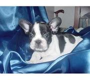 FRENCH BULL DOG PUPPIES FOR SALE AT 9830064171