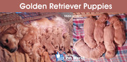 Golden Retriever breed puppies in Chandigarh & Punjab