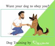 Dog Training Services: Dog Trainers in Jaipur - Mr n Mrs Pet