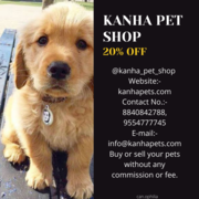 Best Pets available in Kanha Pet Shop