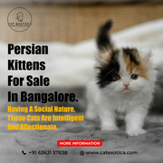 Persian Kittens for Sale in Bangalore | Persian Cats for Sale 