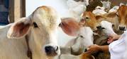 Cow Protection Service In Andhra Pradesh | Goseva