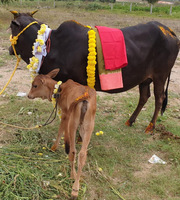 Cow Protection Service In Telangana | Goseva