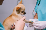 Pet Pathology Tests in Mumbai | Dog Blood Test | Pawpurrfect